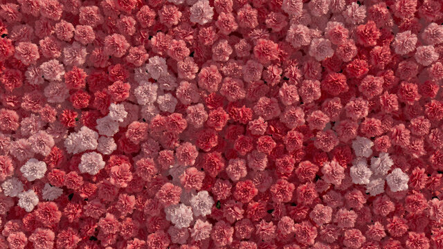 Colorful, Pink Wall background with Carnations. Vibrant, Floral Wallpaper with Beautiful, Romantic flowers. 3D Render