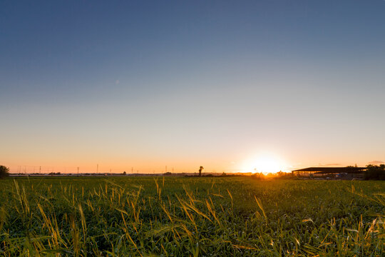 Field of wild green wheat at sunset, hdr © yosefhay