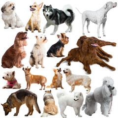 Set of dogs and puppies of different breeds, isolated on white background ..