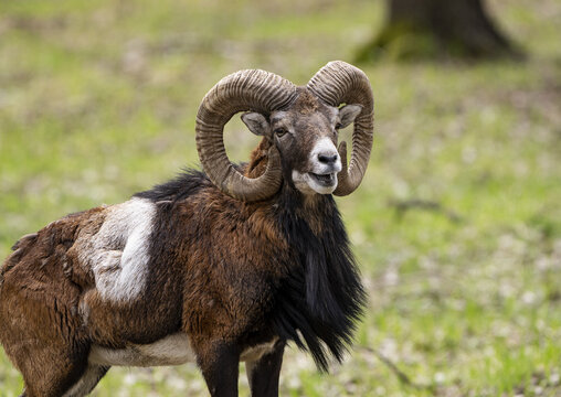 Beautiful ram on a background of grass in the wild