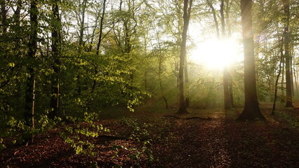 Naklejka premium Haard Shinrin Yoku