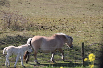 Nature reservate Hellegatsplaten on the island Goeree-Overflakkee