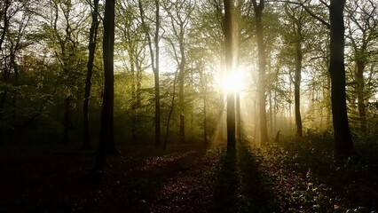 Naklejka premium Haard Shinrin Yoku