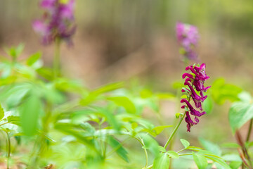 Fumaria officinalis L.