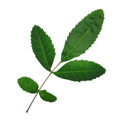 leaves isolated on white background