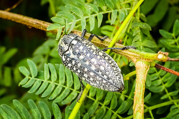Sulphurous Jewel Beetle insect in middle east, United Arab Emirates