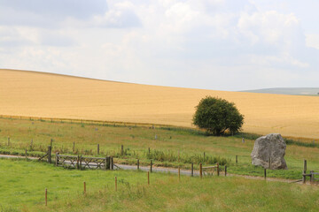 landscape with cows