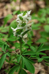 Fumaria officinalis L.