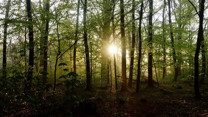 Naklejka premium Haard Shinrin Yoku