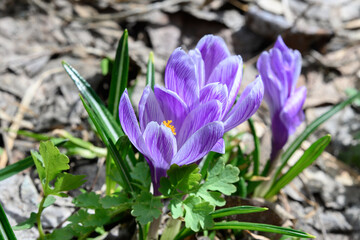 Spring crocus flowers , perfect for postcard
