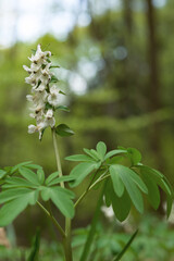 Fumaria officinalis L.