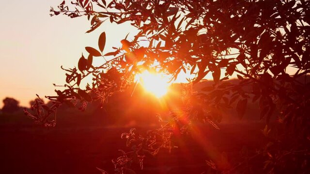 sunset time with pigeon plant in india,Pigeon pea crop field,pigeon pea or tuvar beans vegetable on plant with flower,tur-dal bean's,man cutting pigeon pea or tuvardal bean on plant