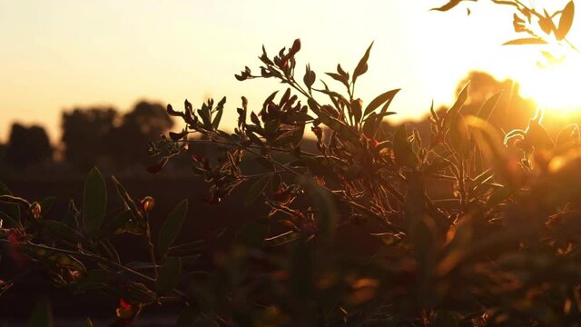 morning sunlight with pigeon plants,Pigeon pea plants and fruit,pigon pea or tuvar beans vegetable on plant,Pigeon pea crop field,tur-dal bean's