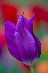 Fototapeta na wymiar purple tulip close up