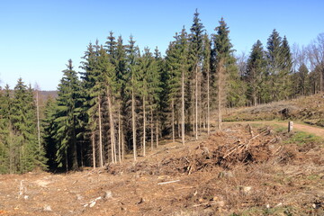 Pine tree forestry exploitation in a sunny day. Stumps and logs show that overexploitation leads to deforestation endangering environment and sustainability.