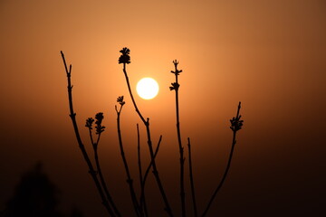Wild big plant and sunset in background. orange sky. Selective focus, Selective Focus On Subject, Background Blur