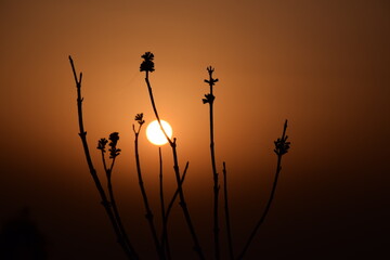 Wild big plant and sunset in background. orange sky. Selective focus, Selective Focus On Subject, Background Blur
