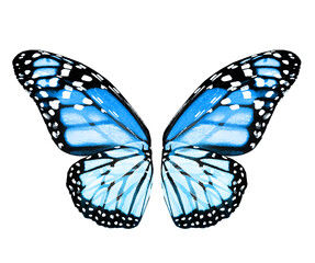 Color monarch butterfly wings, isolated on the white background