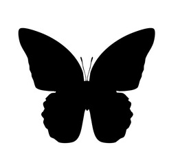 Butterfly black icon, isolated on white background