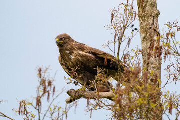 Impressive buzzard, buteo buteo, just landed on a branch in the spring with copy space. Dominant bird of prey is observing on a branch. Feathered animal with white and brown plumage. Blue sky