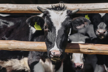 calf on a rural farm in a stall