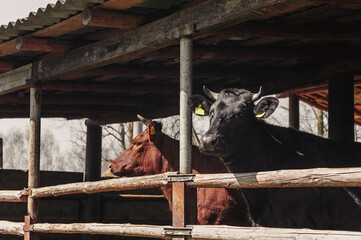 A brown and black bull on a rural farm in a stall