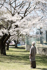 着物を着たシニア男性のポートレートと満開の桜