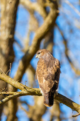 Buzzard in the forest. Sitting on a branch of a deciduous tree in winter. Wildlife Bird of Prey,. Detailed feathers in close up. Blue sky behind the trees. Wildlife scene from nature, seen from behind