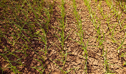 garlic plants in a rows on spring farmland soil 