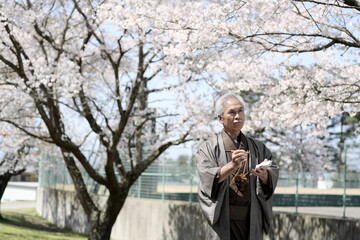 Fototapeta premium 俳句を詠む、着物を着たシニア男性と満開の桜