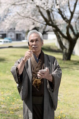 俳句を詠む、着物を着たシニア男性と満開の桜