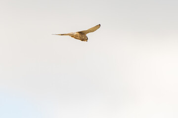 Close up of Kestrel - bird of prey - hovering in the sky, hunting for prey