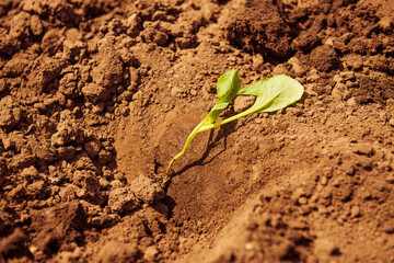 cabbage plant seed in spring farmland soil ready for seedling