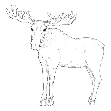 Vector Sketch Moose Single Illustration