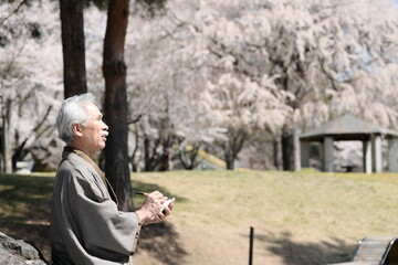 俳句を詠む、着物を着たシニア男性と満開の桜