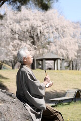 俳句を詠む、着物を着たシニア男性と満開の桜