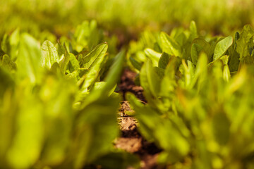 sorrel plants at spring farmland soil closeup