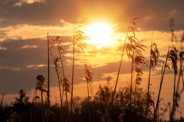 Sunset sky over a field. Nature scene.Tall grass in focus. Selective focus. Warm tones.