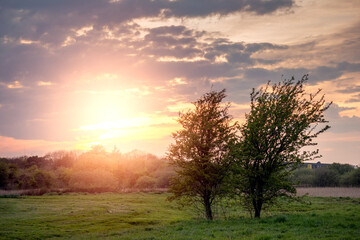 Two small trees side by side in a meadow. Sunset sky over a field. Nature scene. Selective focus. Abstract couple enjoying view concept. Muted tones. Sun flare