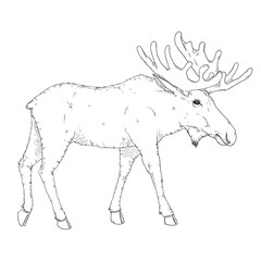 Sketch Moose Vector Isolated Illustration