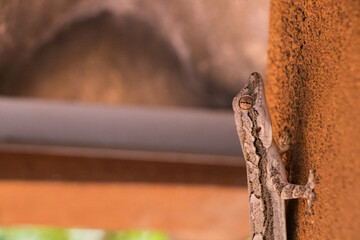 brown big gecko on the soil wall 