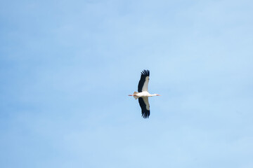 One stork fly high in the blue sky