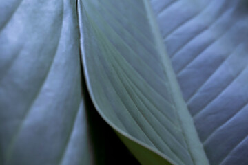 Obraz premium Green leaf texture. Leaf texture background