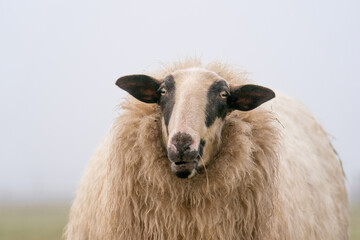 One sheep in the mist. The sheep looks into the camera, detail shot of the head. Sheep stands in the spring grass. Agriculture and extensive traditional sheep breeding