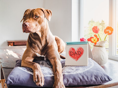 Lovable, pretty puppy of chocolate color, notebook with a painted heart and the inscription DAD. Closeup, indoors, white background. Congratulations for family, relatives, friends and colleagues