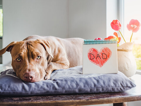 Lovable, pretty puppy of chocolate color, notebook with a painted heart and the inscription DAD. Closeup, indoors, white background. Congratulations for family, relatives, friends and colleagues