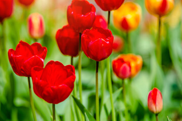 red tulips bloom on a green natural background
