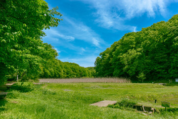 日本の風景　春の狭山丘陵　谷戸　田んぼ