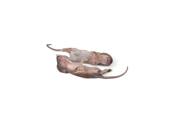 Closeup young rat isolated on white background.