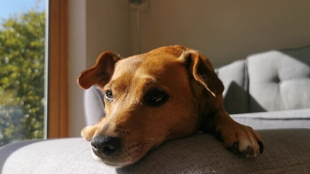 Cute dog waking up from a sleep and then going back to the sleep